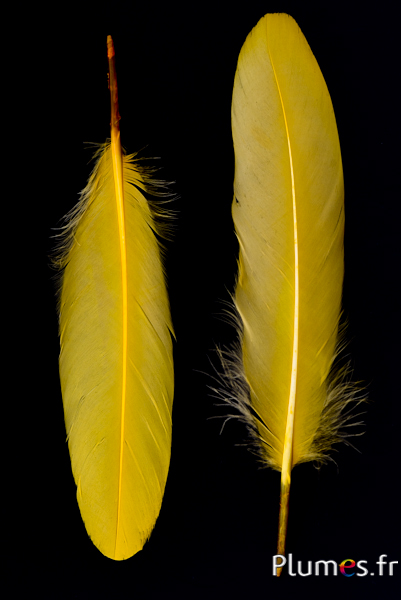 Cygne Soie - 25-30 cm - curry